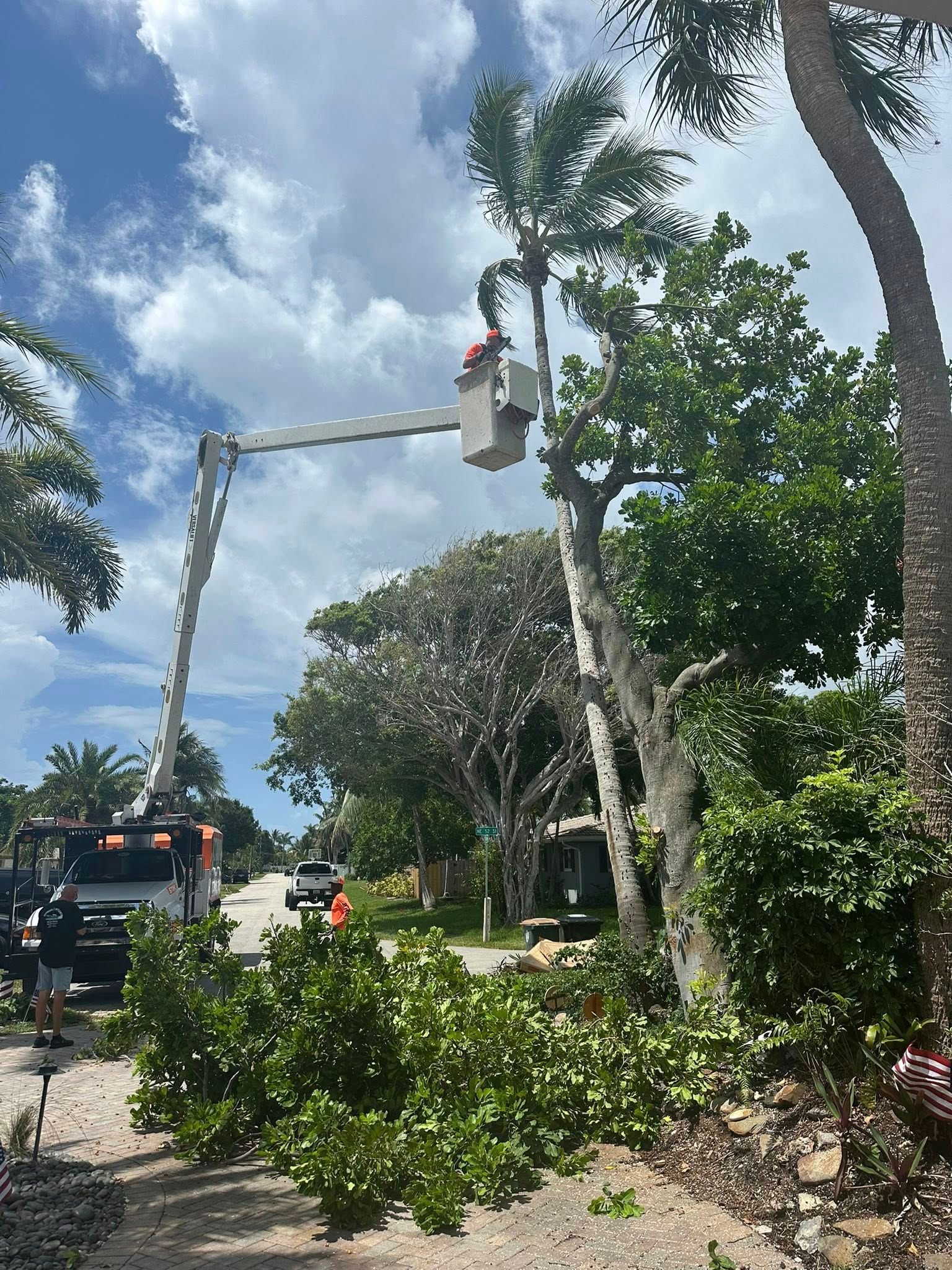 A tree trimming crew in a bucket truck pruning a palm tree on a sunny street.