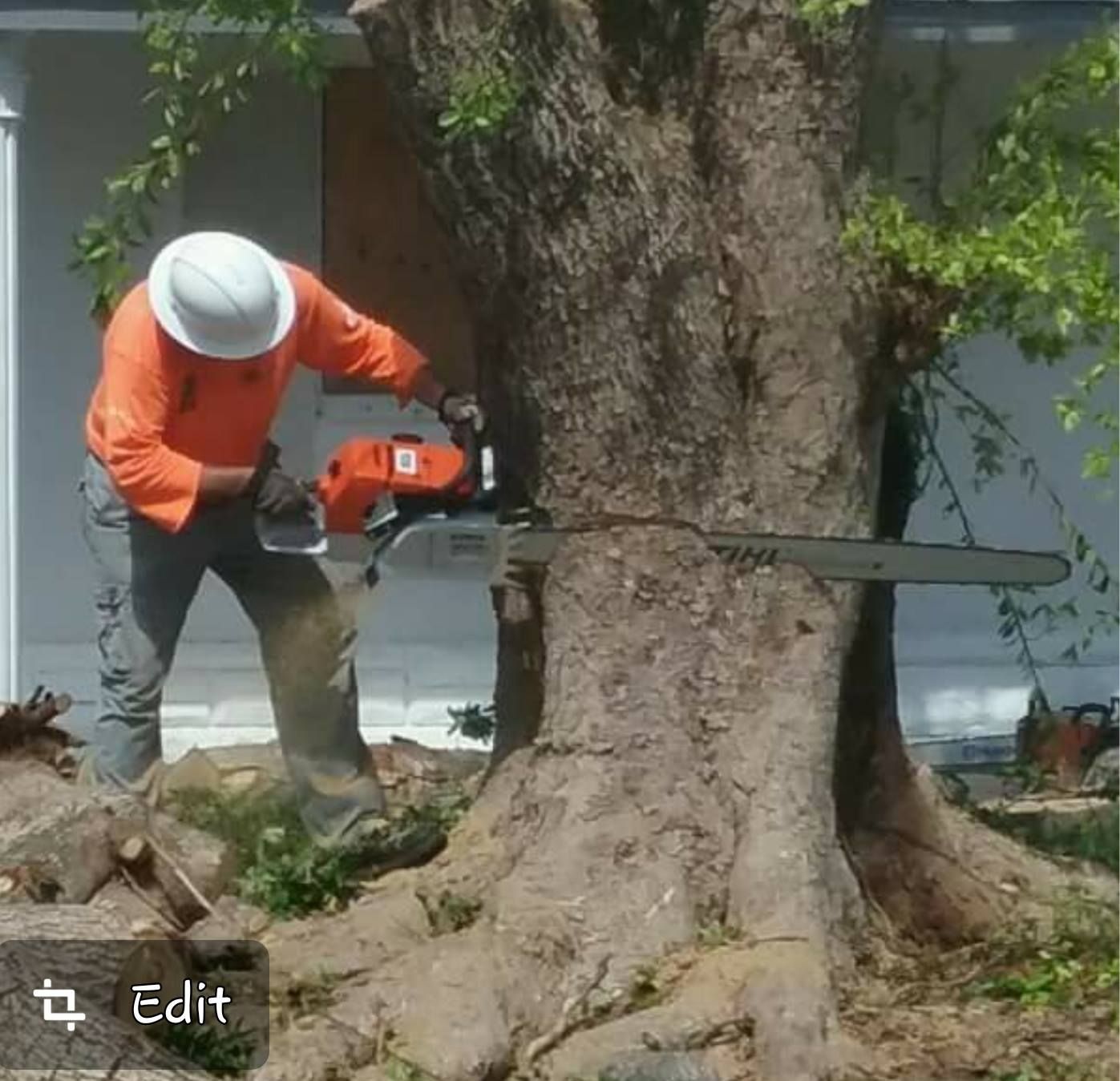 Arborist cutting a tree trunk with a chainsaw; wearing an orange shirt and hard hat outside.