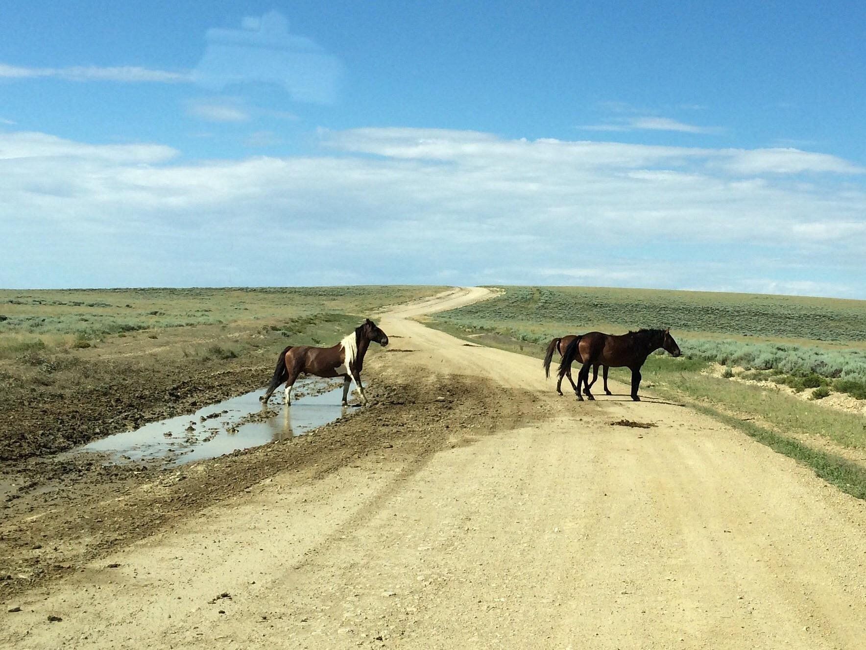 Three horses stand on a dirt road next to a muddy pool in a vast, open landscape under a blue sky.