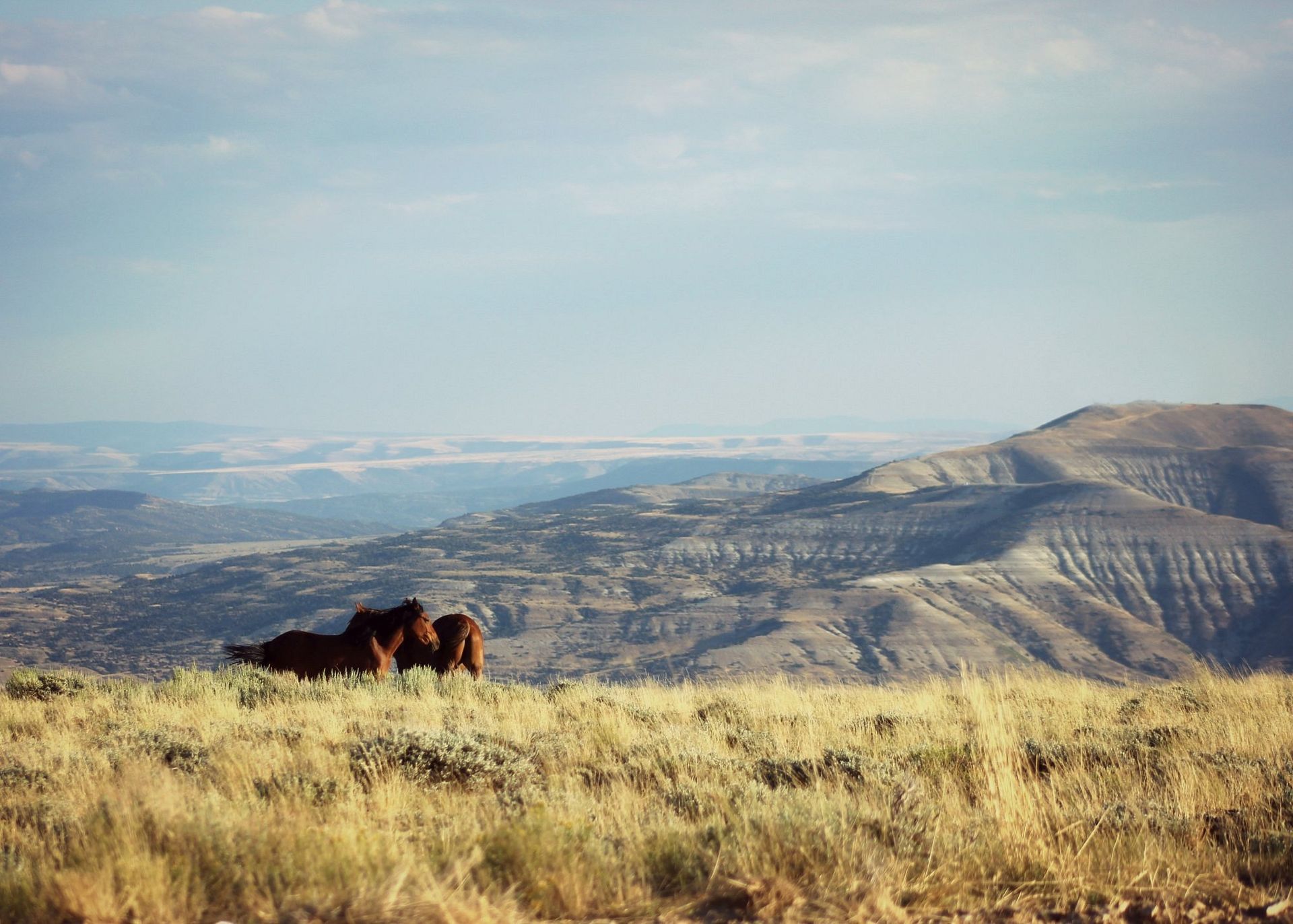 Two brown horses stand in a golden grassy field before a vast mountain landscape under a pale blue sky.