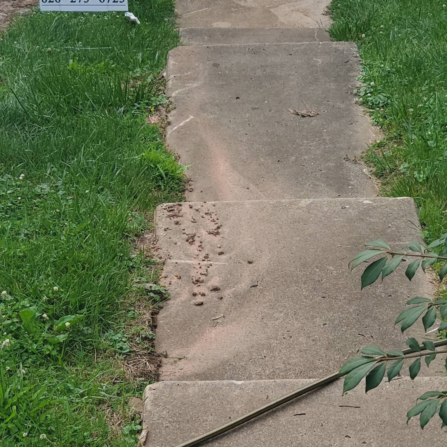 Concrete steps leading up a walkway with grass on either side.