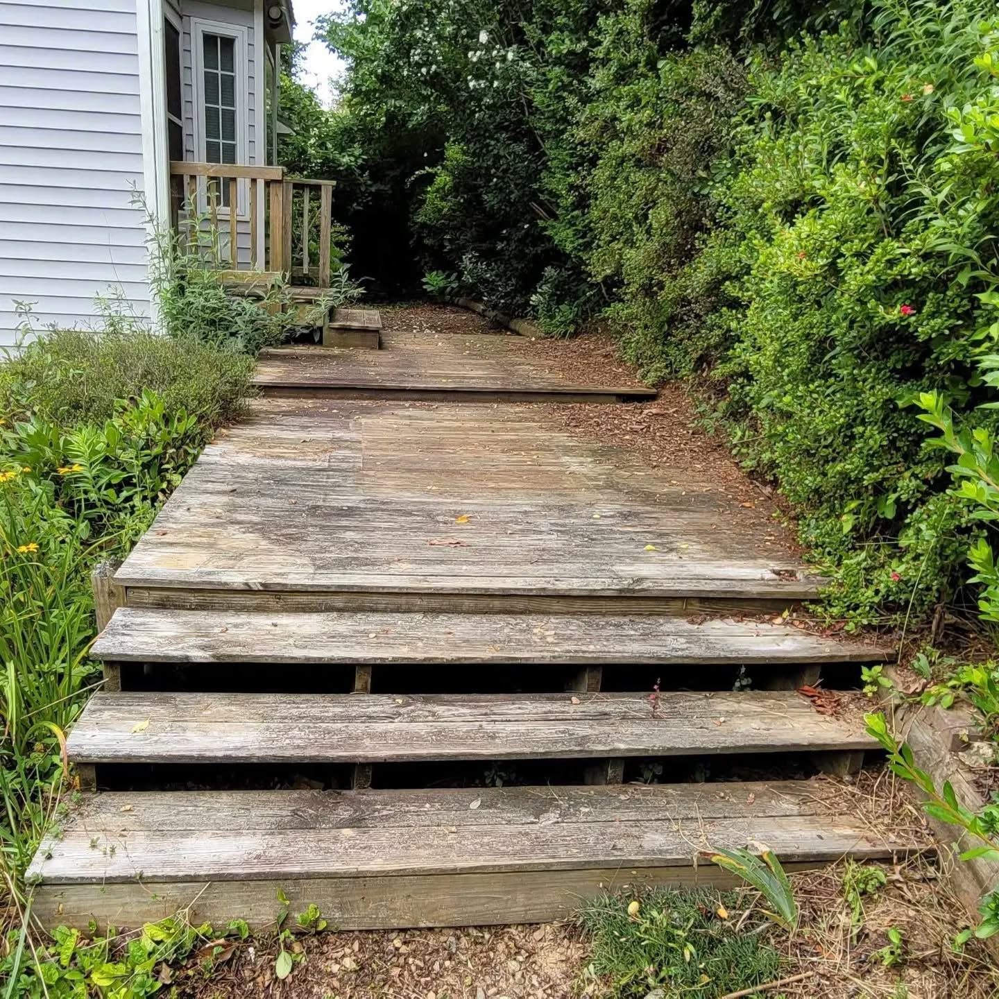Wooden steps leading to a raised wooden walkway, overgrown with greenery.