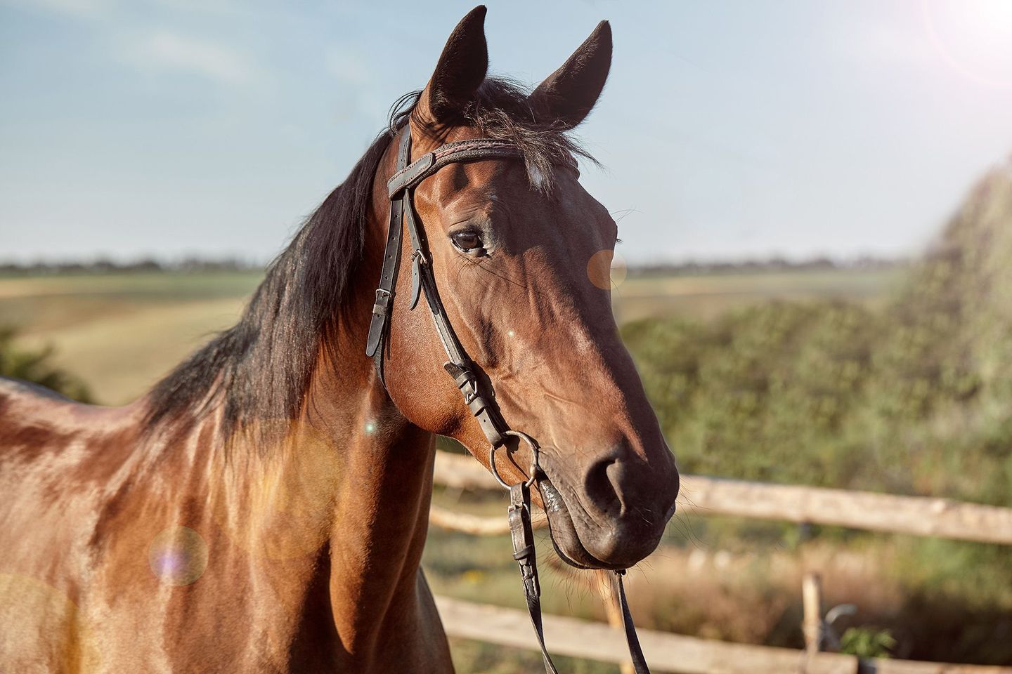 Brown horse wearing bridle, outdoors on sunny day near fence.
