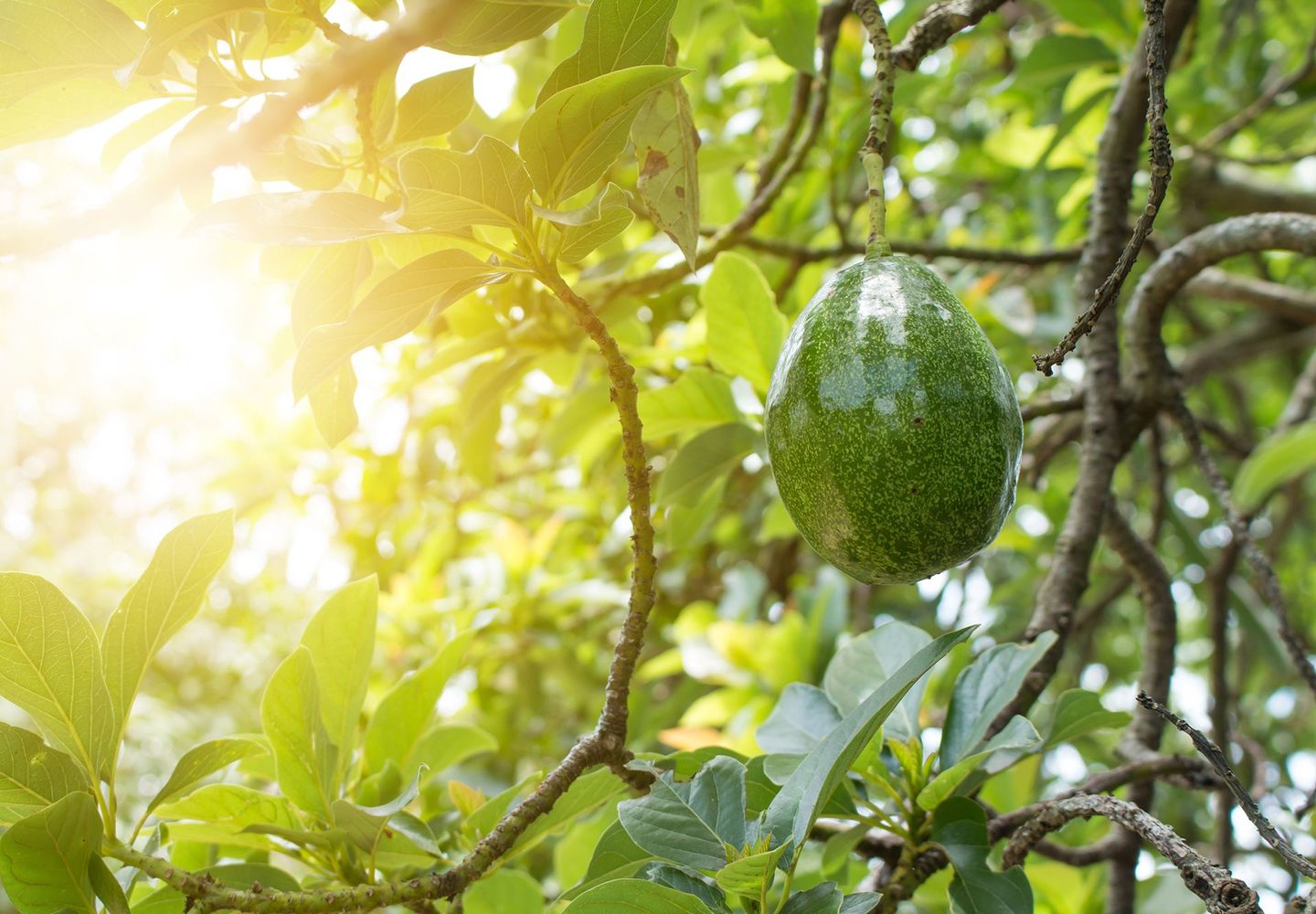 An avocado ripening on a tree branch with sunlight shining through the leaves.