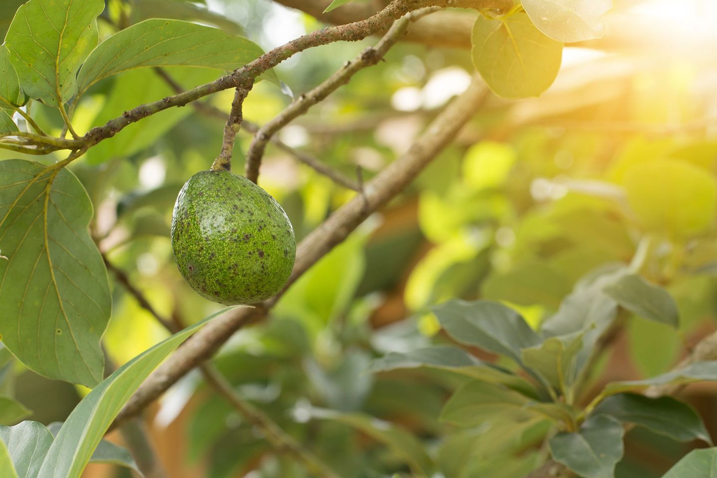 Avocado growing on a tree branch, with green leaves and bright sunlight.