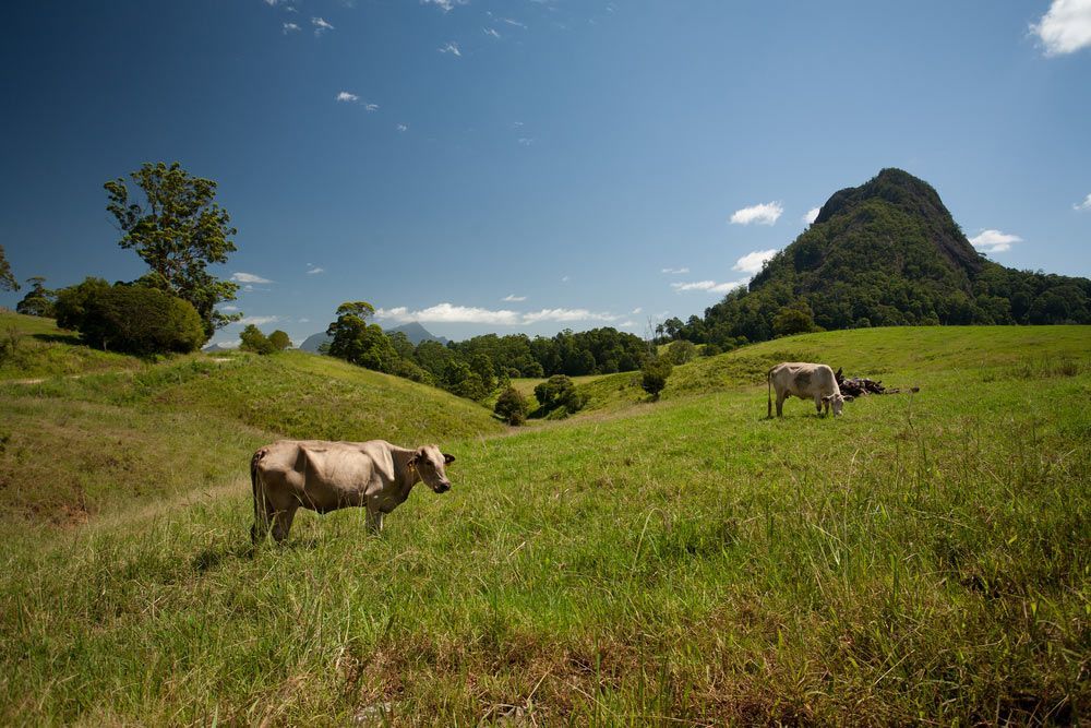 Two Cows Are Grazing in a Grassy Field — Mick Sawtell Electrical Pty Ltd in Murwillumbah, NSW
