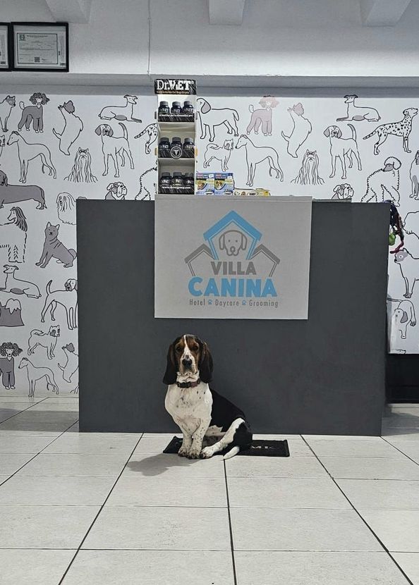 un perro se sienta en el suelo frente a un mostrador de recepción de villa canina