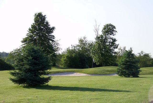 A lush green field with trees and bushes in the background