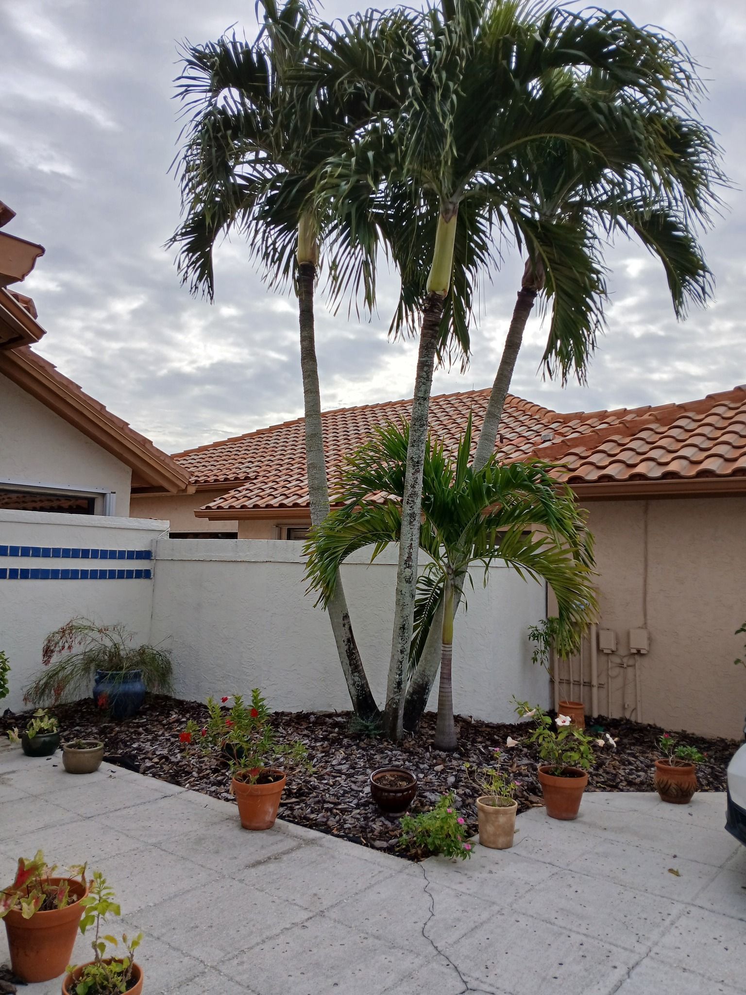 Palm trees in a courtyard with potted plants and red-tiled roofs in the background.