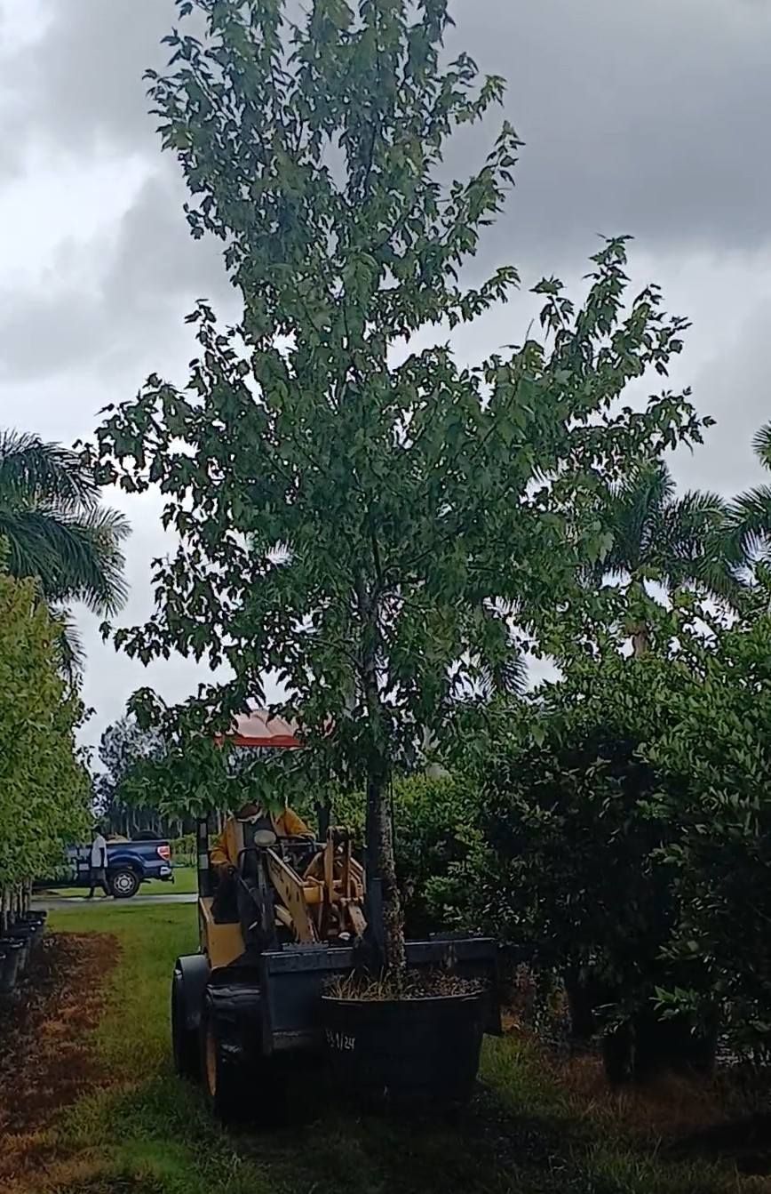 A large tree, in a container, being transported by a small tractor on a grassy path.