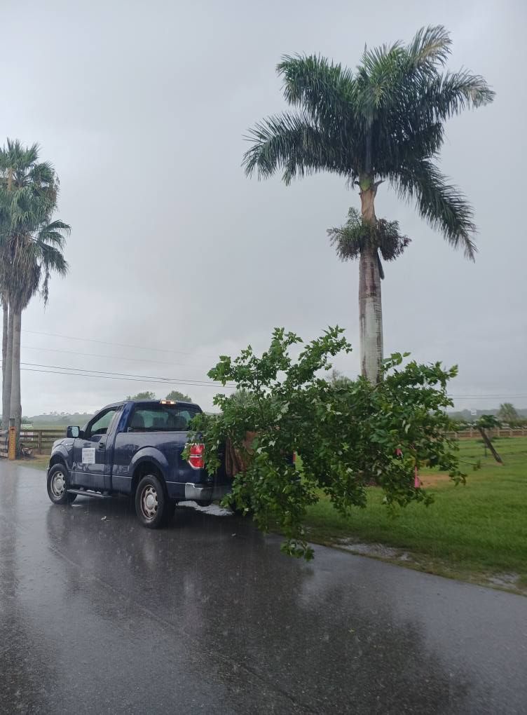 Blue truck hauling a leafy green bush, parked on a wet road beside tall palm trees. Overcast sky.