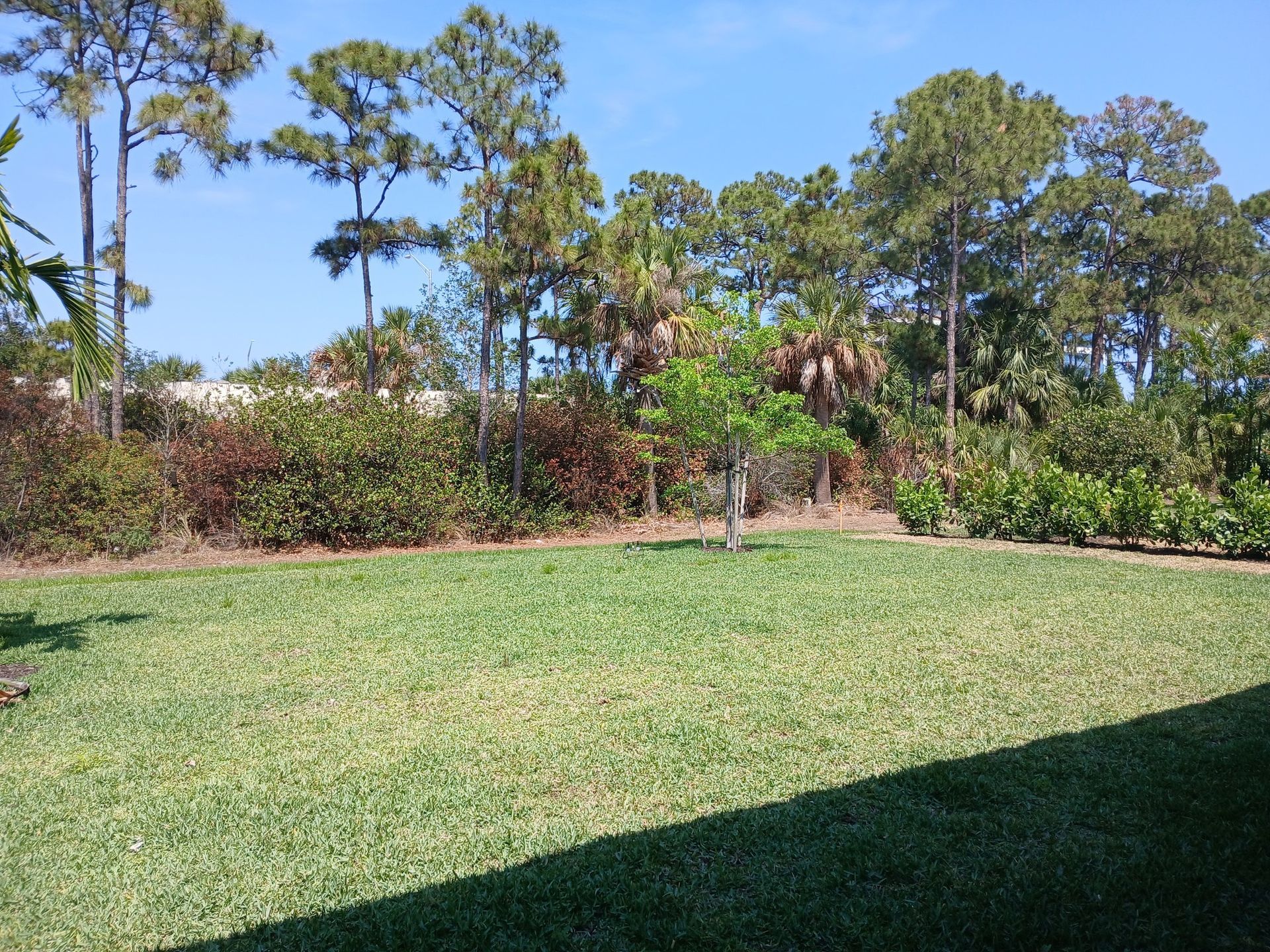 Green lawn with small tree and bushes against a backdrop of tall trees under a blue sky.