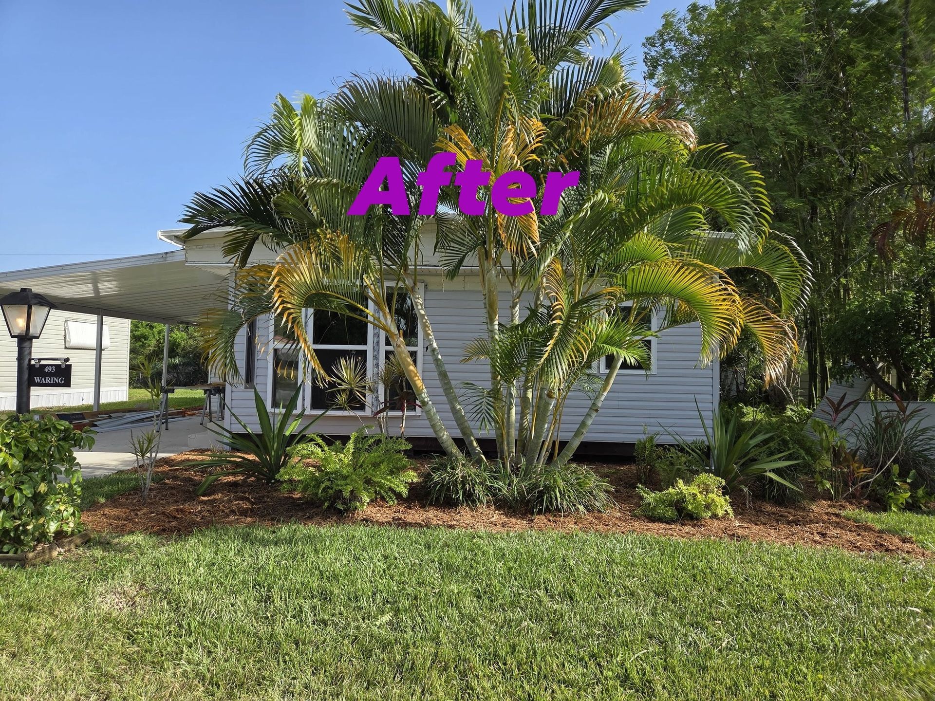 Landscaped yard with a white house behind a palm tree and greenery, under a blue sky.