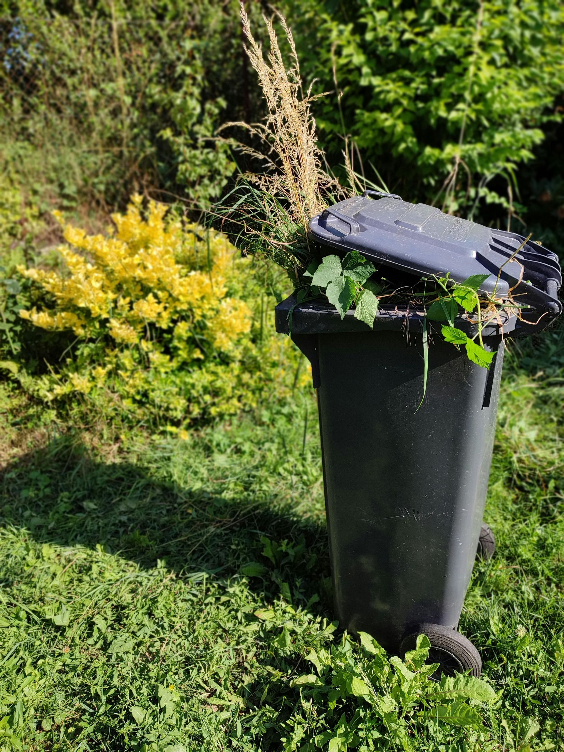 An overflowing black wheelie bin filled with garden waste, set on a green lawn with a yellow bush in the background.