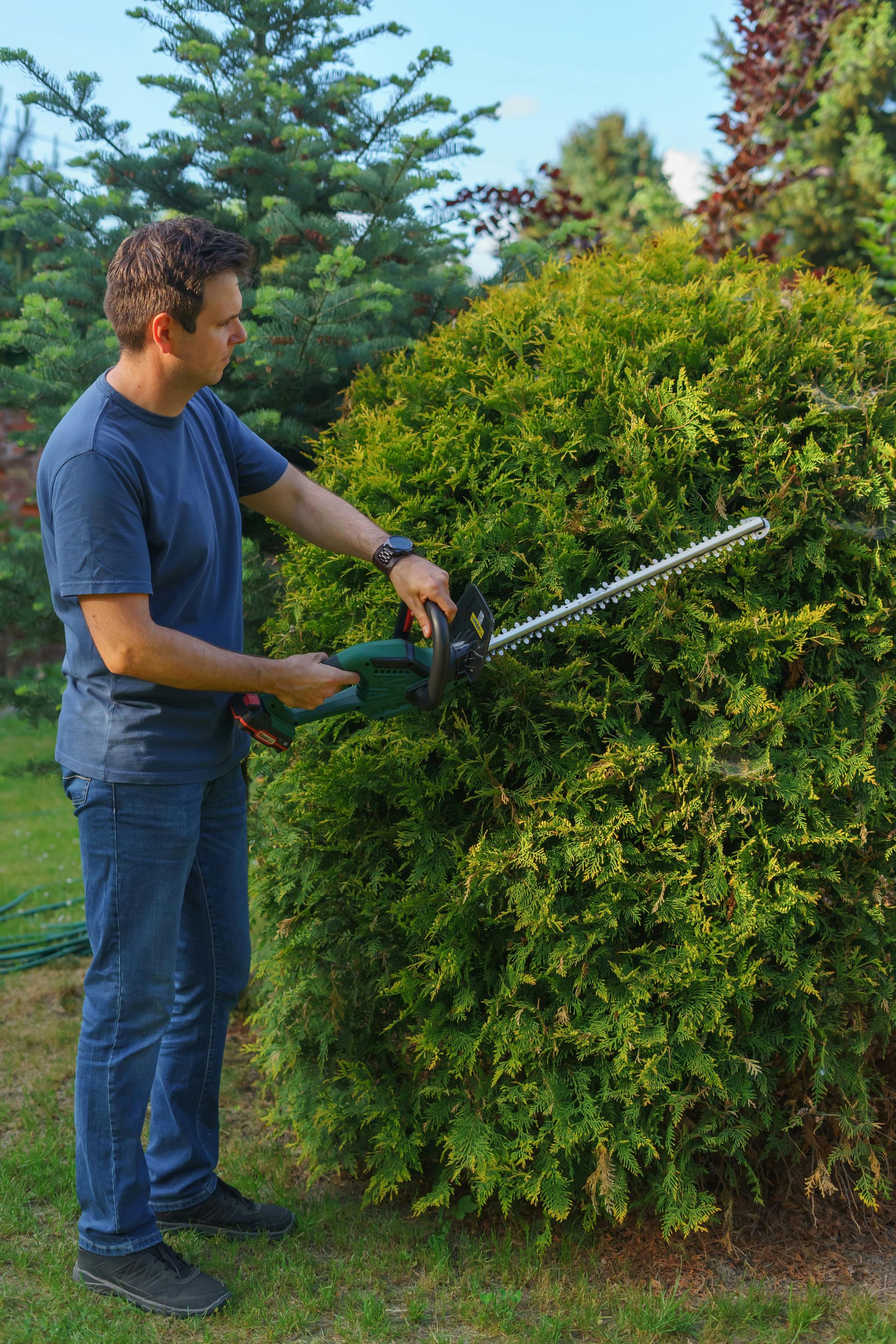 A person in a blue shirt and jeans uses an electric hedge trimmer to prune a large, rounded evergreen bush outdoors.