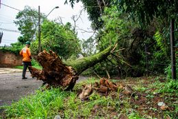 A worker in an orange vest stands near a large tree that has fallen, with its roots exposed on a roadside.