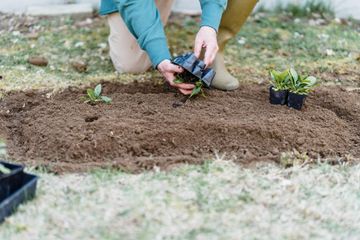A person in work clothes and boots kneels on grass, planting small green seedlings into a patch of prepared soil.