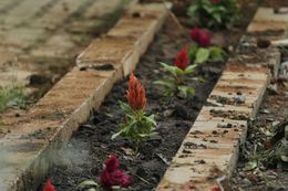 A garden bed with orange and red celosia flowers planted in a row, bordered by light brown concrete bricks.