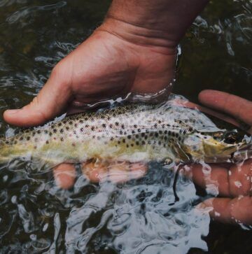 a person is holding a brown trout in their hands in the water .
