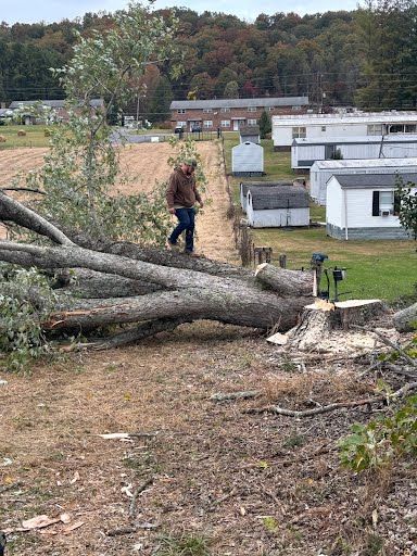 A person in a brown jacket stands on a large, freshly cut tree trunk in a grassy area with mobile homes in the distance.