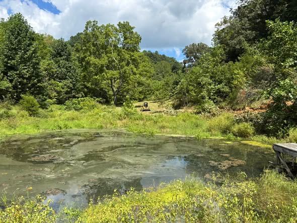 A murky pond filled with green algae, surrounded by lush green trees and a grassy bank under a cloudy sky.