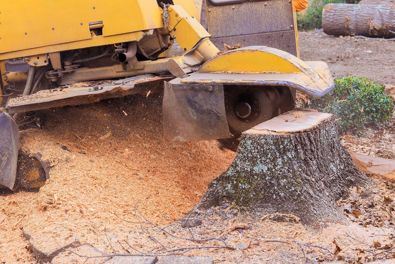 A yellow stump grinder machine cutting a tree stump into wood chips outdoors.
