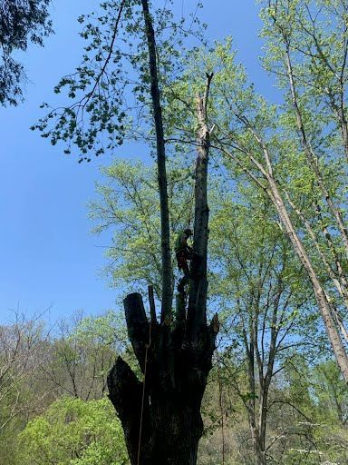 A worker in protective gear climbs a tall, partially cut tree stump surrounded by a lush forest under a clear blue sky.