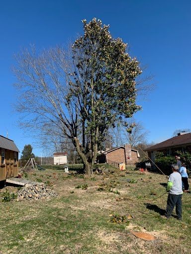 A person uses a pole tool to clear debris from a large, partially leafless tree in a yard with a nearby house and shed.