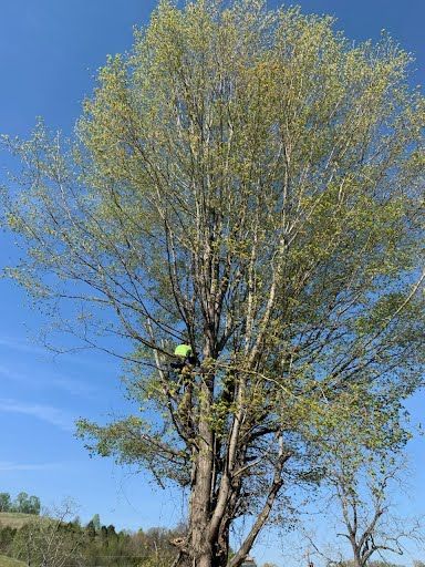 A person in a high-visibility lime green shirt is climbing a large, leafy tree under a bright blue sky.