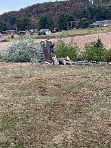 A large tree stump remains after being cut down, with logs piled nearby in a rural field with houses in the background.