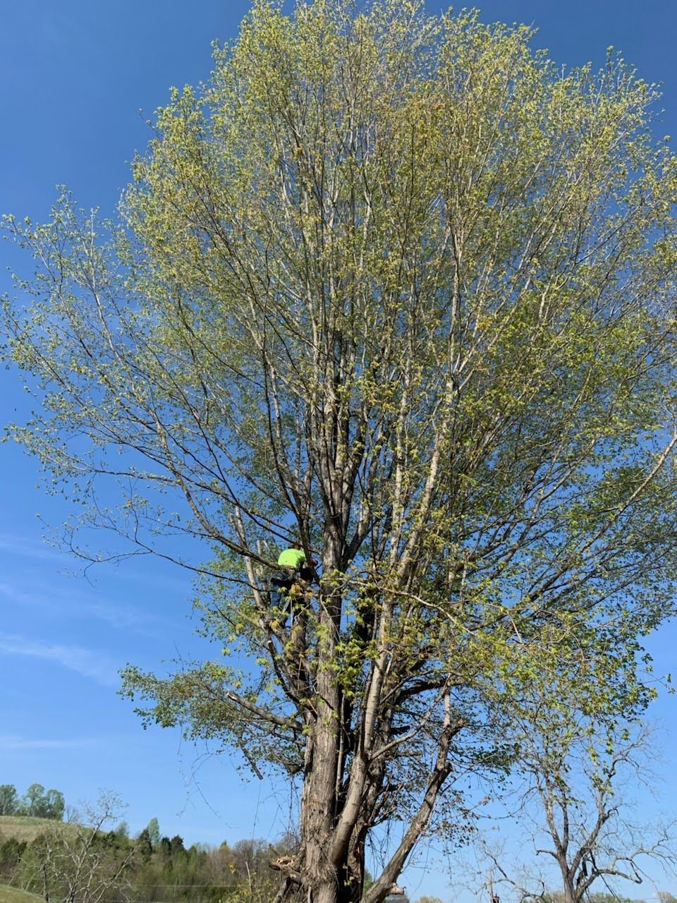 A person wearing a bright yellow vest is perched in the branches of a tall, budding tree against a clear blue sky.