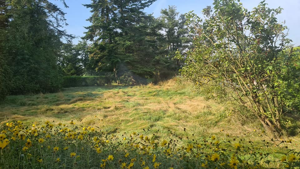 Ein Feld mit Gras und Blumen mit Bäumen im Hintergrund.