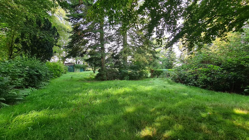 Eine üppige grüne Wiese, umgeben von Bäumen und Büschen an einem sonnigen Tag.