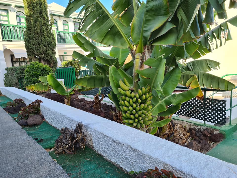 Eine Reihe Bananen wachsen auf einem Bananenbaum