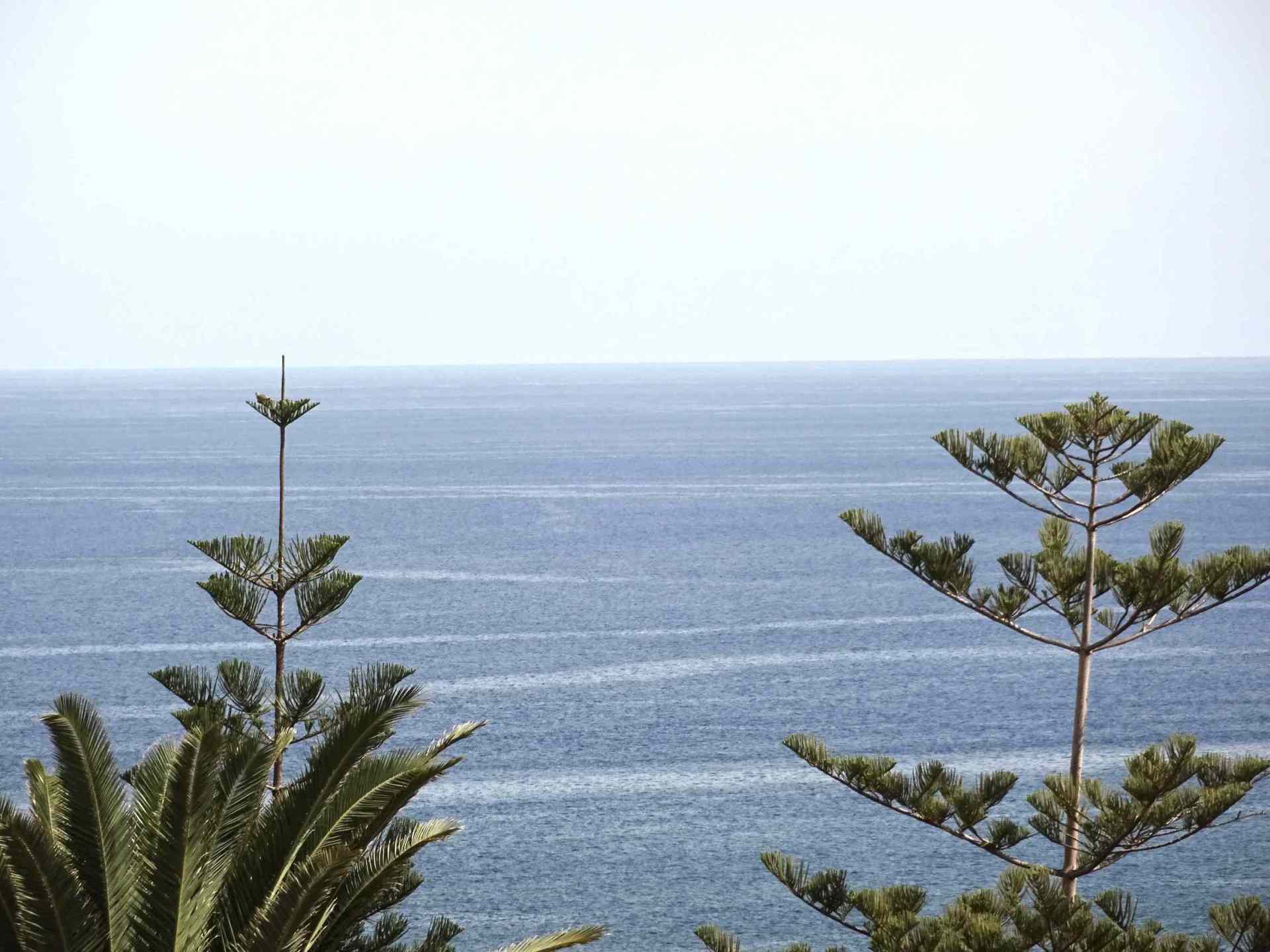 Ein Blick auf das Meer mit Palmen im Vordergrund