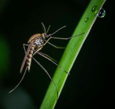Mosquito on green blade of grass, droplets visible. Dark background.
