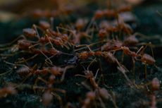 Red ants swarming, carrying a dark object on a textured, green surface.