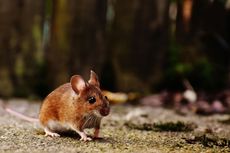 Brown mouse on a textured surface, with blurred background.