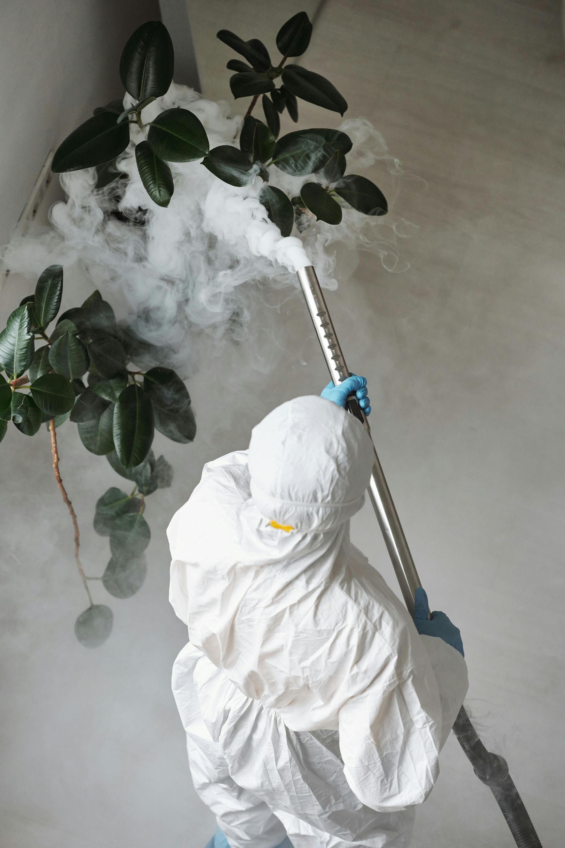 Person in protective suit spraying a leafy plant with fog.