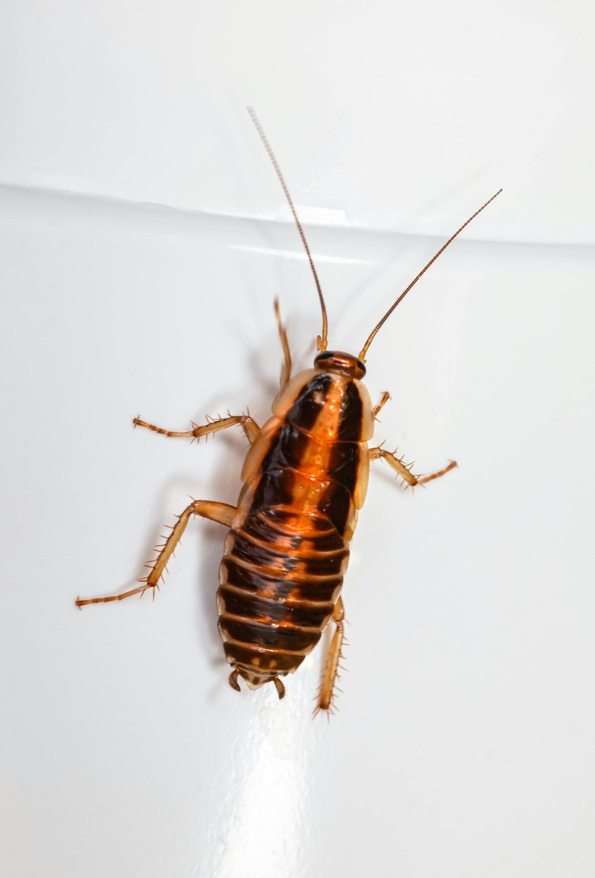 Cockroach on a white surface, with a brown body and long antennae.