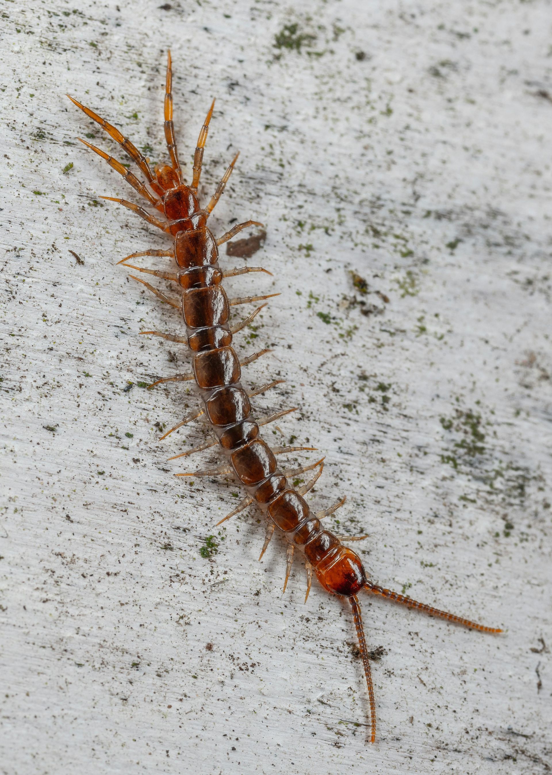 Brown centipede with many legs on a mottled gray surface.