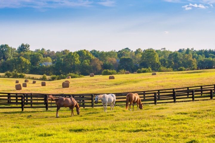 Horses grazing in a sunny field with hay bales and a wooden fence; trees in the background under a blue sky.