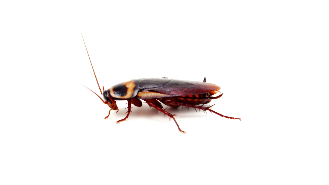 A cockroach is crawling on a white surface