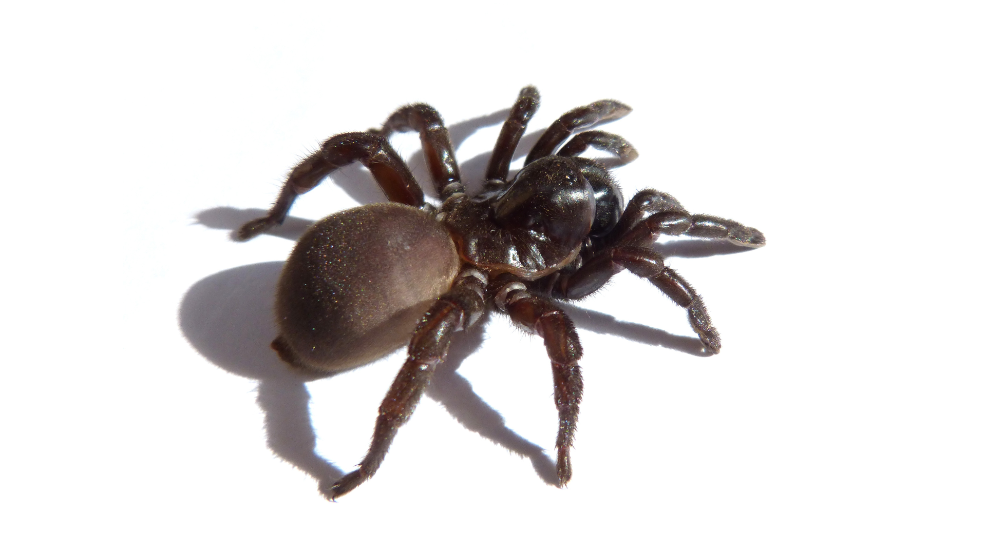 A small black spider is sitting on a white surface