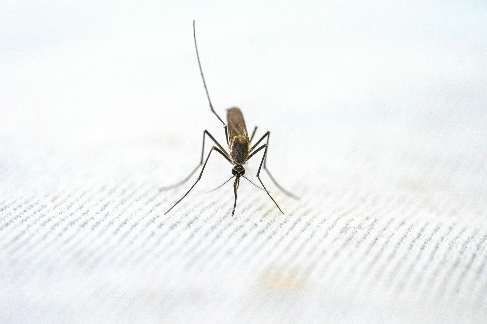 A close up of a mosquito on a white cloth