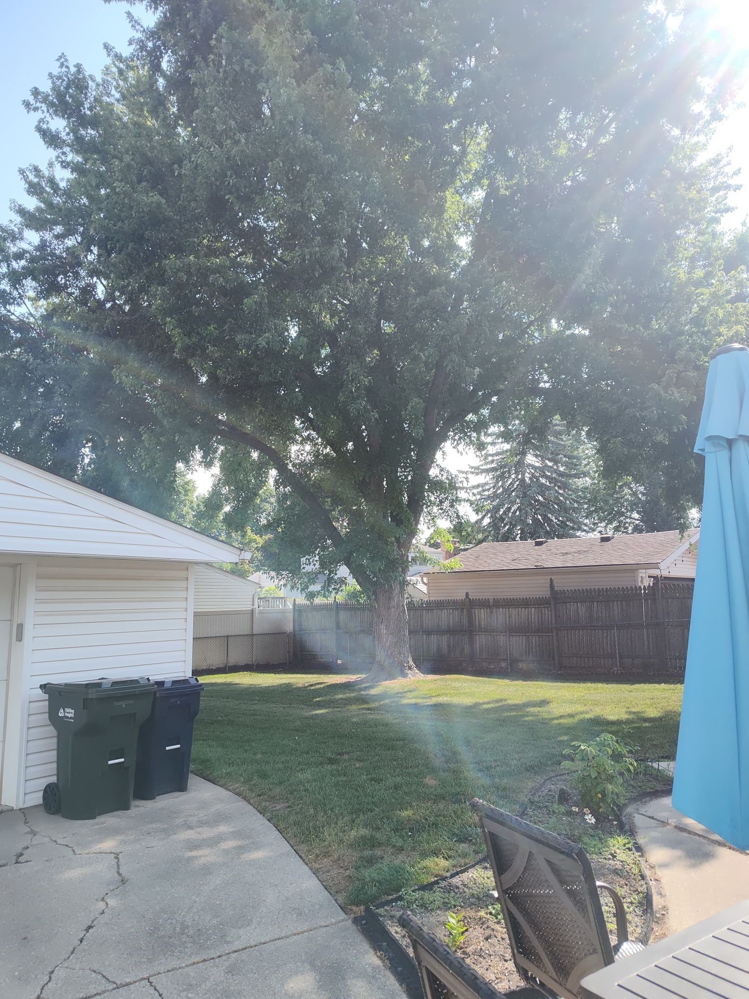 The sun is shining through the trees in the backyard