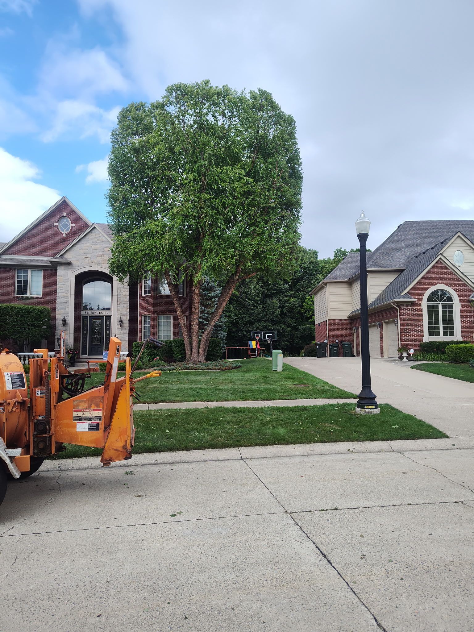 A large tree being trimmed in a suburban front yard, with a wood chipper visible in the foreground. Houses and a street are in view.