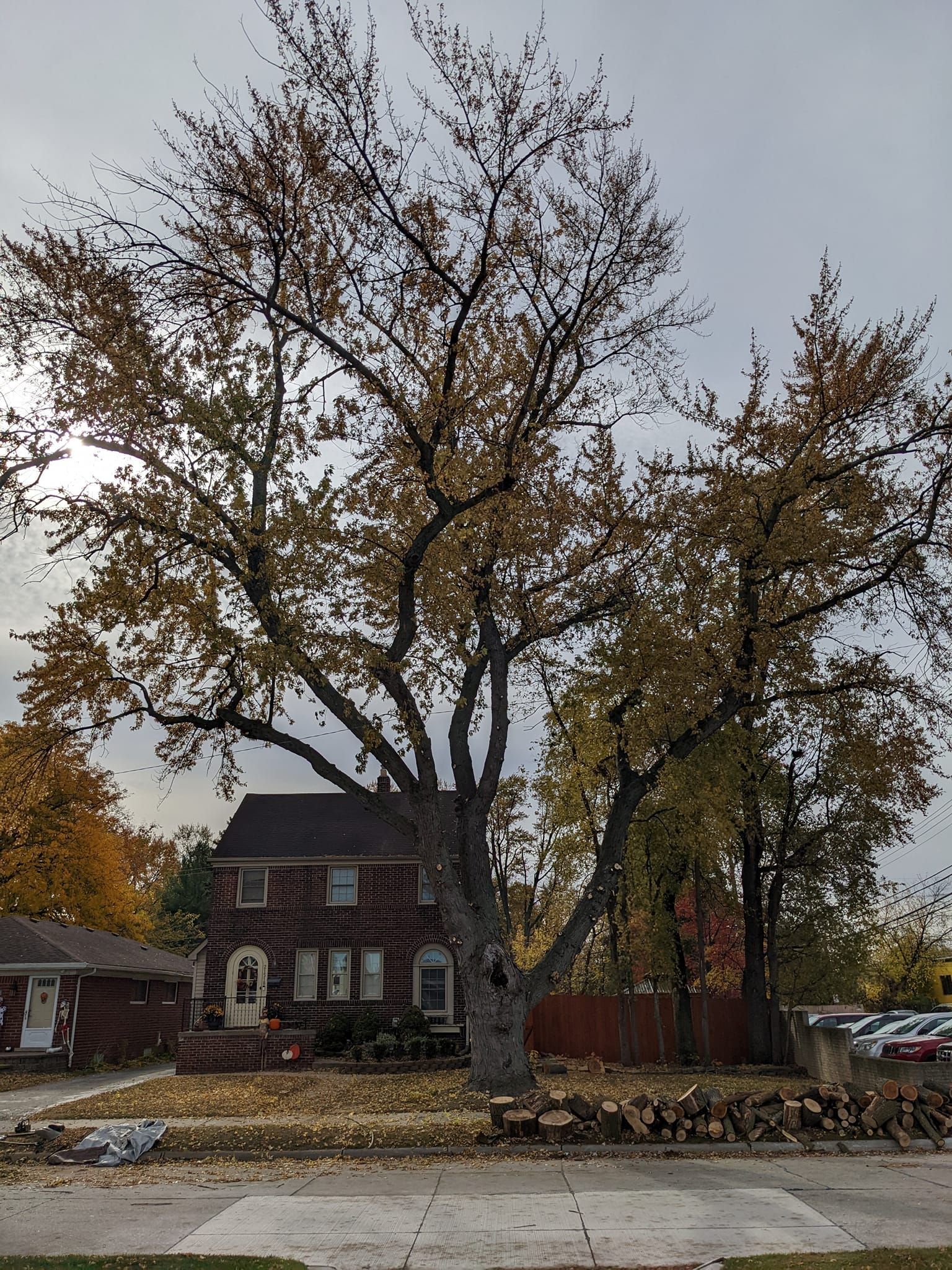A tree with a lot of leaves is in front of a house.