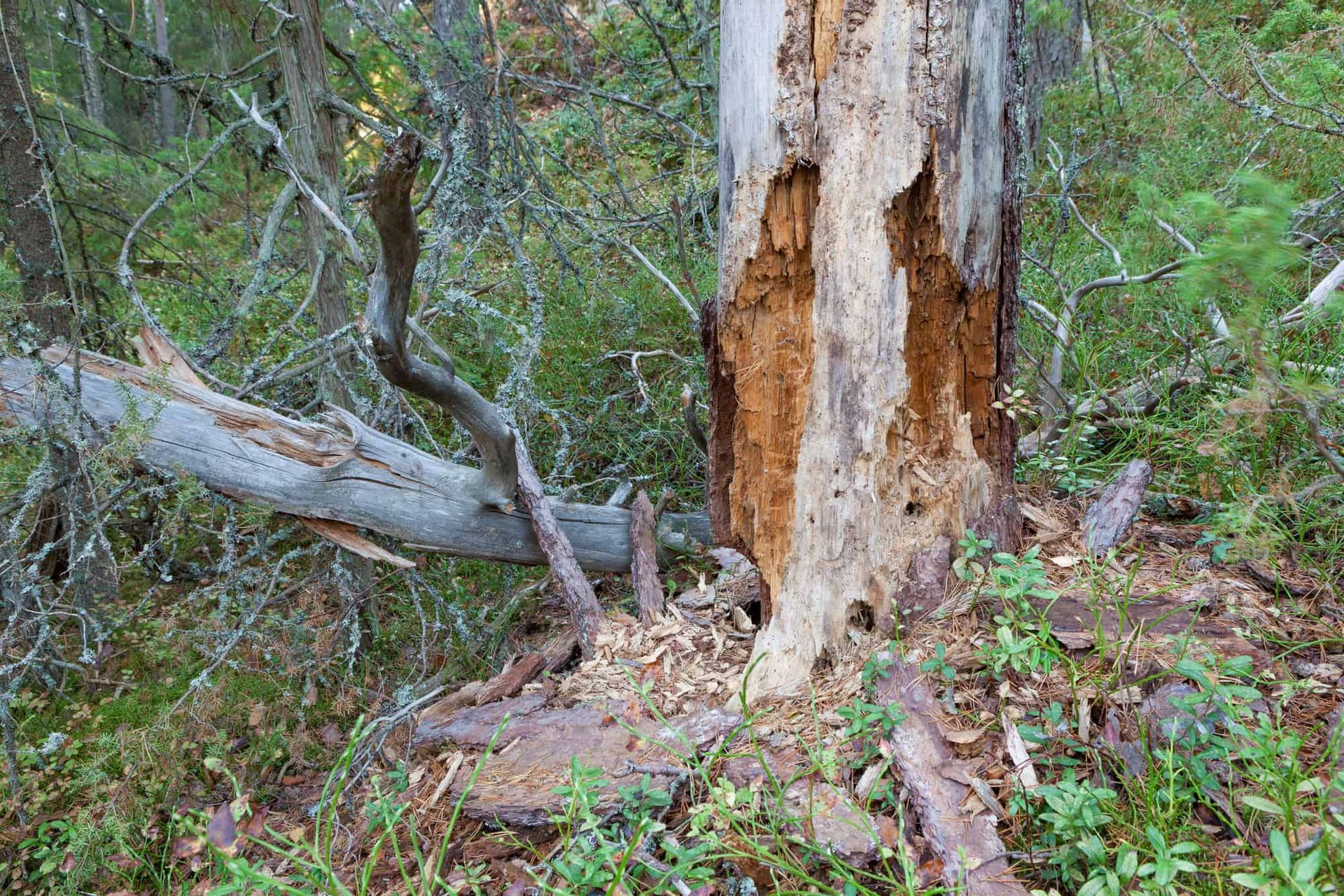 Decaying tree trunk in a forest with exposed wood and surrounding vegetation.