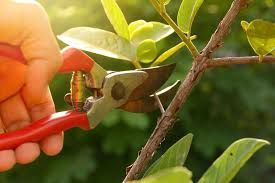 Hand pruning a tree branch with red and silver clippers.